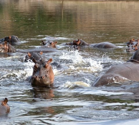 Parc national de la Benoue