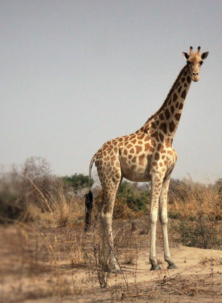 Waza National park